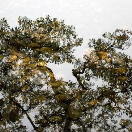 Tree reflected in a pond